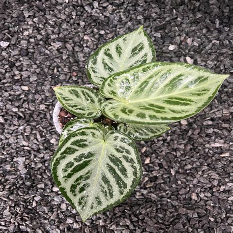 Anthurium Dorayaki Silver Blush Tropical Vines