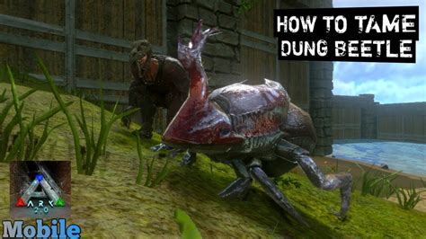 How To Tame Dung Beetle Ark Mobile S E Youtube