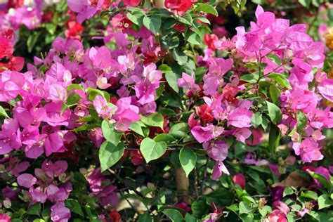 How to Grow and Care for Bougainvilleas | Florgeous