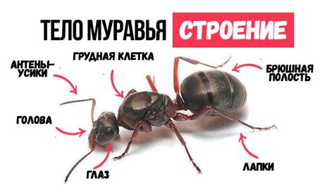 Внешнее и внутреннее строение тела муравья: отличительные особенности и ...