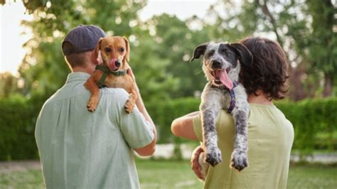 Estas Son Las Razas De Perros Que Est N Prohibidas Seg N Veterinarios