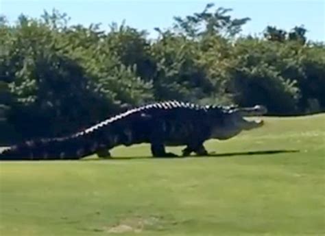 Massive 16ft alligator called Chubbs spotted wandering across golf ...