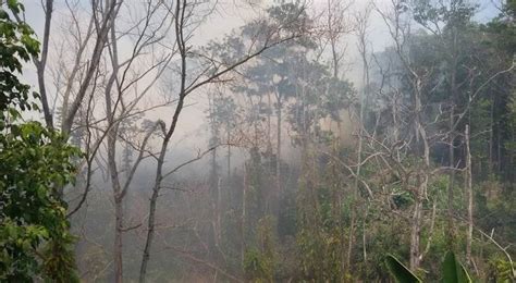 Api Di Hutan Belakang Spbu Gunung Guntur Kembali Menyala Pemadam