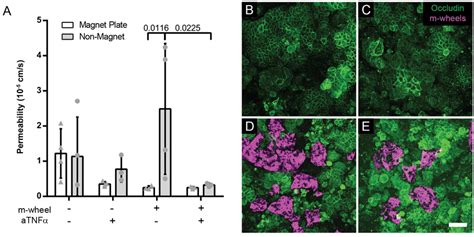 A Permeability Of The Caco 2 Cells Cultured For Two Weeks On Cell