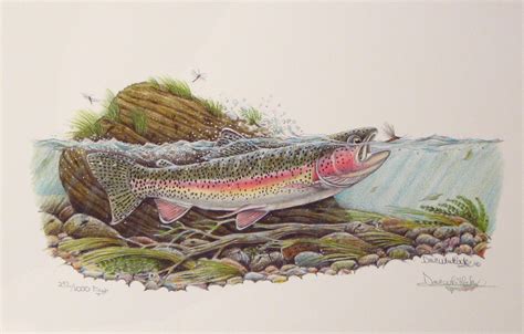 Rainbow Trout Art Gallery Rainbow Trout Art