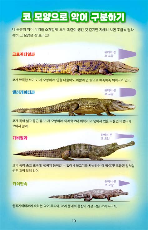 알라딘 미리보기 누가 이길까 악어 vs 비단구렁이