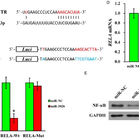 Mir B P Directly Targets The Utr Of Rela Mrna And Inhibits Rela