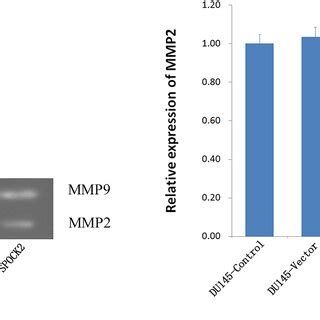 Upregulation Of SPOCK2 On The Expression Of MT1 MMP And MMP2 A C