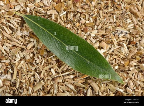 White Willow Bark High Resolution Stock Photography And Images Alamy