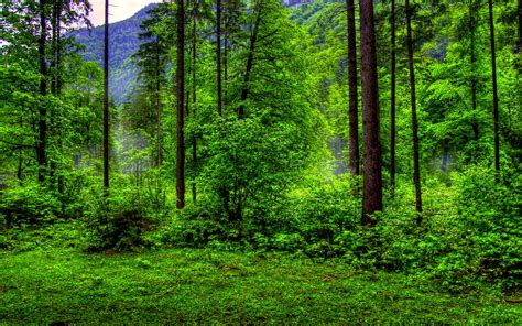 Preview Forest Wallpapers Boris Clauss Natural Green Forest