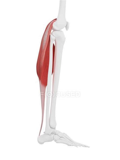 Human Skeleton Part With Detailed Red Gastrocnemius Muscle Digital