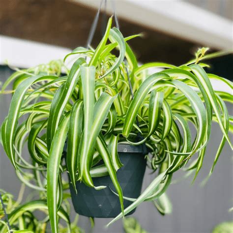 Your Guide To Pet Friendly Houseplants Royal City Nursery Blog