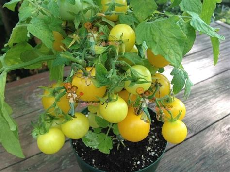 Micro Dwarf Tomatoes Archives Renaissance Farms Heirloom Tomato Seeds