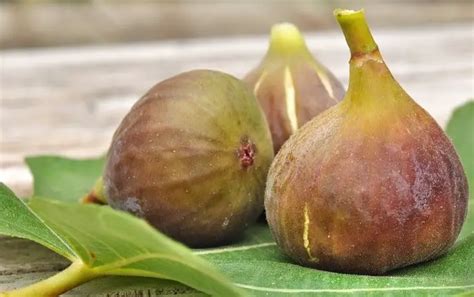 How To Tell When Figs Are Ripe Signs That Figs Are Ready To Eat