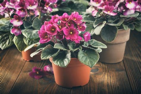 African Violets (Saintpaulia): Types, How to Grow and Care | Florgeous