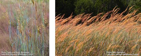 Coastal Landscaping In Massachusetts Grasses And Perennials