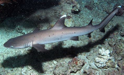 Whitetip Reef Shark Invasion Oceana Usa