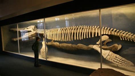 Elasmosaurus Skull