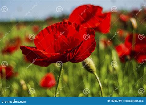 Fire red poppy stock image. Image of garden, beautiful - 133807279