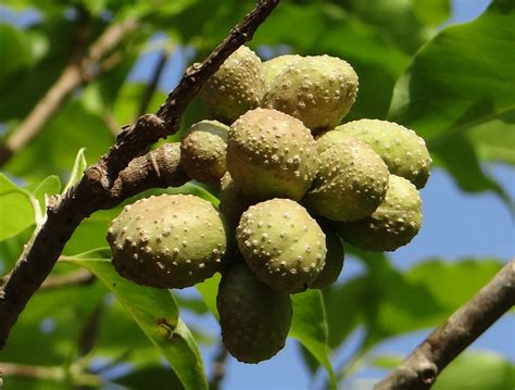 Fotos gratis árbol rama Fruta flor comida Produce hojas