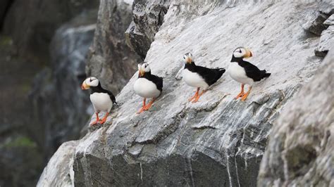 Horned puffins | Smithsonian Photo Contest | Smithsonian Magazine