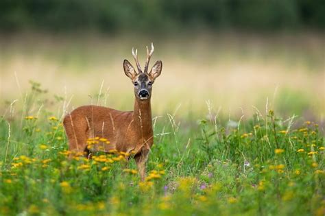 Premium Photo Roe Deer Buck Portrait On Green Summer Meadow