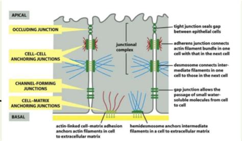 Objective 30 Cell Adhesion And Extracellular Matrix Integrity