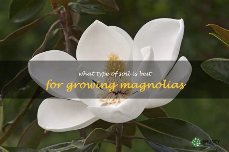 Discovering The Ideal Soil For Growing Magnolias Shuncy