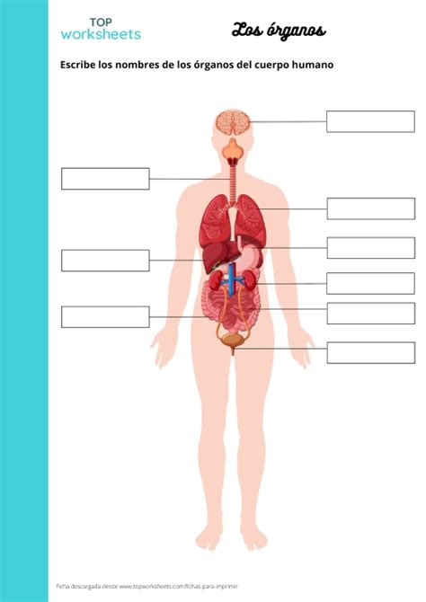 Partes Del Cuerpo Ficha Para Imprimir TopWorksheets