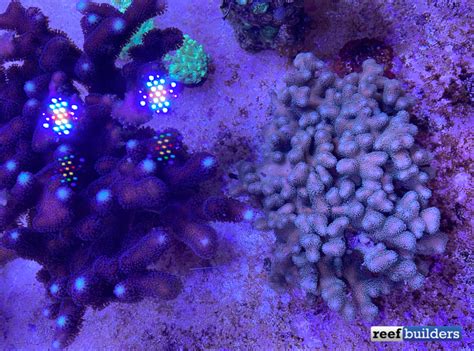 Aquarium Grown Palauastrea Has Really Blossomed Reef Builders The