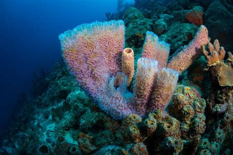 Exploring The Coral Reefs Of Bonaire In The Dutch Caribbean Stock Image