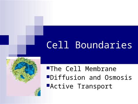 PPT Cell Boundaries The Cell Membrane Diffusion And Osmosis Active