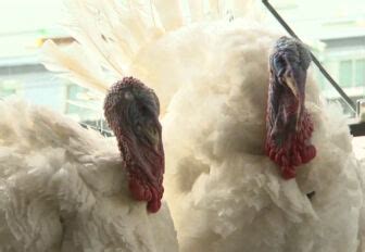 USDA Confirms Highly Pathogenic Bird Flu In Arkansas Turkeys