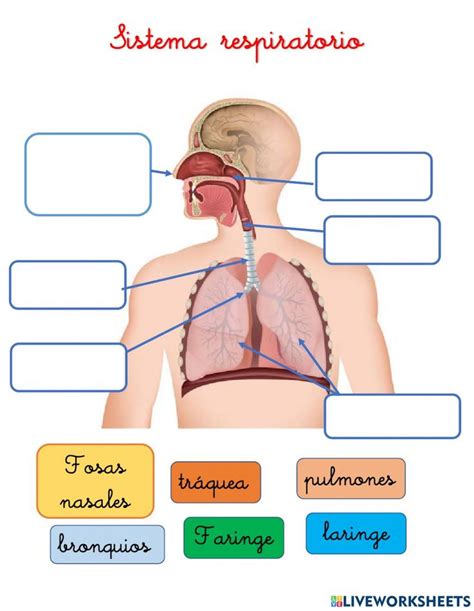 Sistema Respiratorio Interactive Exercise For 1er Grado De Primaria