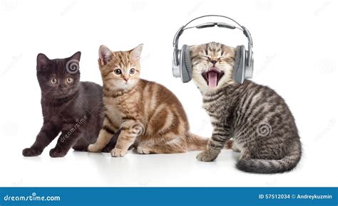 Two Kittens And Little Cat Listening To Music In Stock Photo Image Of