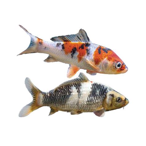 Buy Big Koi Fish 1 Pack | Sundarbans Fish Bazar - Quicklly