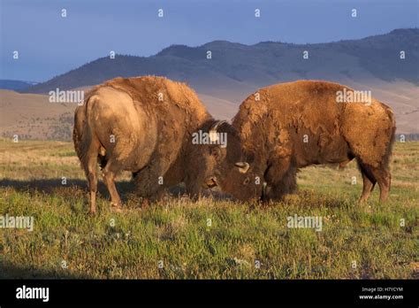 American Bison Bison Bison Bulls National Bison Range Moise