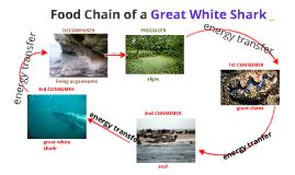 The Food Chain of a Great White Shark by zachary mohr on Prezi