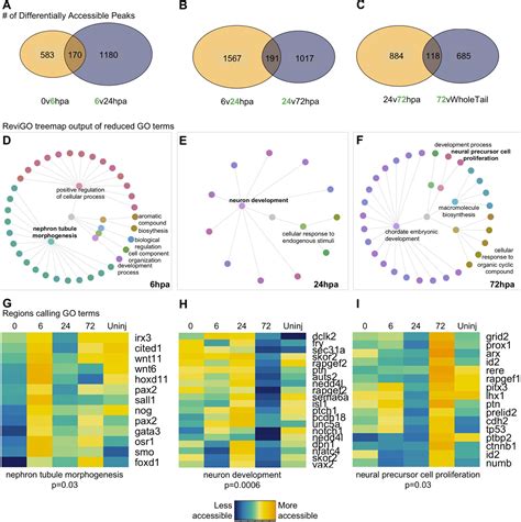 Chromatin Accessibility Dynamics And Single Cell Rna Seq Reveal New