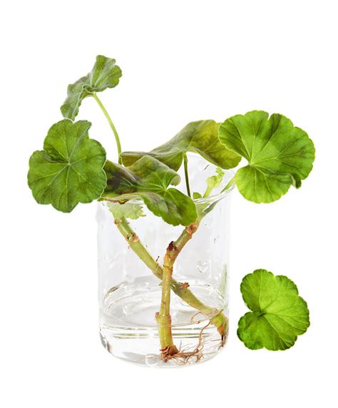 How To Propagate A Geranium From A Cutting