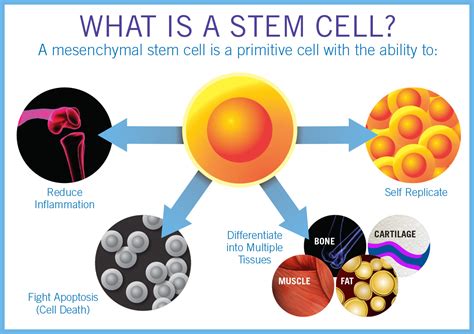 Stem Cell Therapy — Regenerative Medicine Specialists of NYC & NJ | Non ...