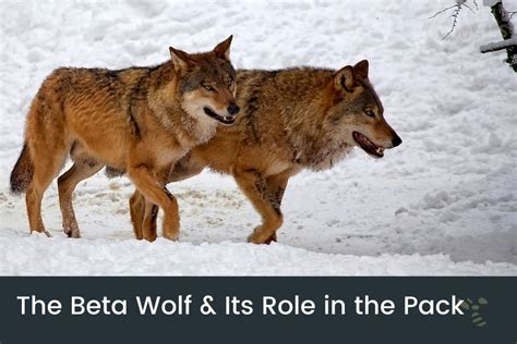 The Beta Wolf & Its Role In The Pack | What Are Beta's?