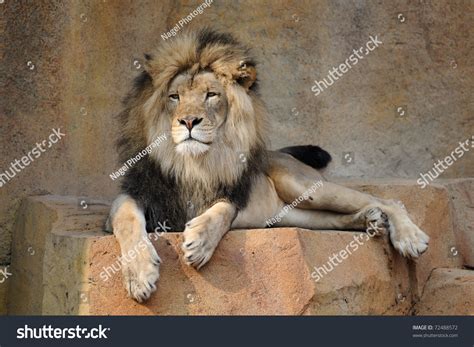 Lions On A Ledge Over 319 Royalty Free Licensable Stock Photos