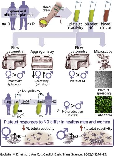 Sex Dependent Effect Of Platelet Nitric Oxide Production And Platelet