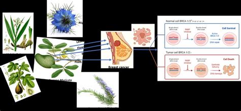 The Antitumor Potential Of Some Medicinal Plants Against Breast Cancer