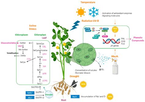 Plants Free Full Text Improving The Health Benefits Of Kales Brassica Oleracea L Var