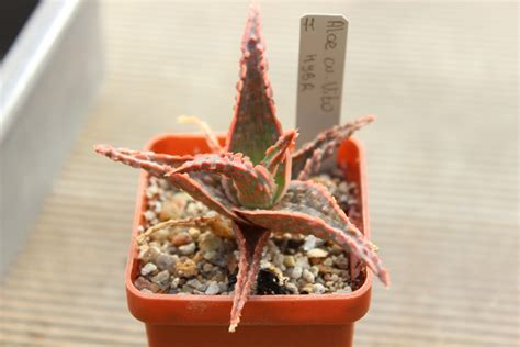 Aloe Hybr Cv Vito Cactus Shop