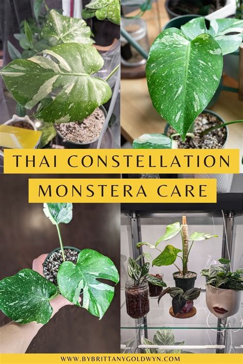 How To Care For The Stunning Thai Constellation Monstera Plantas