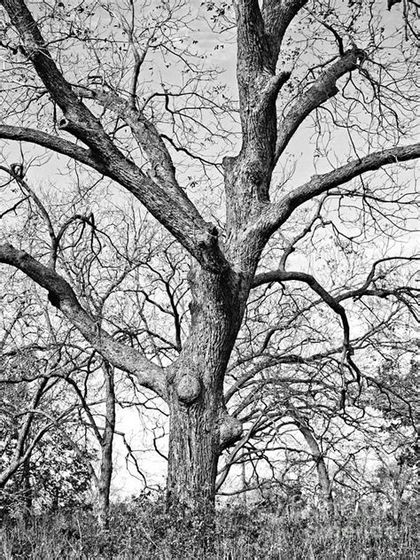 Pecan In Monochrome Photograph By Gary Richards Fine Art America