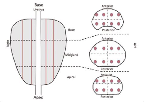 Schematic Of The Prostate Identifying The Three Transverse Planes And Download Scientific